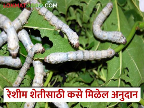 do you want start sericulture business? Where to apply for subsidy? | रेशीम व्यवसाय करताय; अनुदानासाठी कुठे कराल अर्ज?