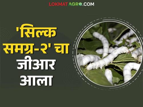 Government approval to distribute subsidy for Silk Samagra-2 scheme; Read in detail | सिल्क समग्र-२ योजनेचे अनुदान वितरीत करण्यासाठी शासनाची मंजुरी; वाचा सविस्तर निर्णय
