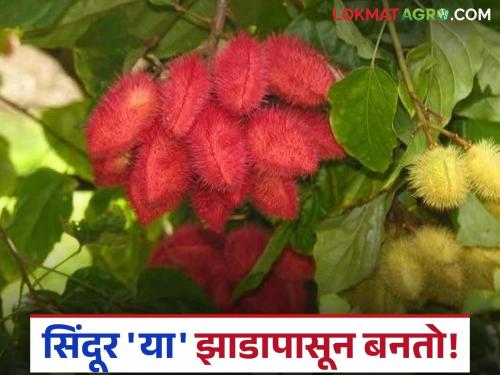 latest News agriculture News how to make sindoor or which plants see details | Sindoor : सिंदूर कोणत्या झाडांपासून बनतं? या वनस्पतींबद्दल जाणून घ्या सविस्तर