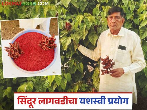 Latest news No fertilizer, no spraying, good yield, successful sindoor farming only on drip irrigation | Sindoor Farming : ना खत, ना फवारणी, उत्पादनही चांगलं, केवळ ठिबकवर सिंदूरची यशस्वी शेती!