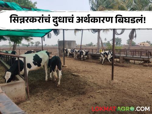 Latest news 40 percent reduction in milk collection in Sinnar taluka of nashik | Milk Supply : दूध व्यावसायिकांचा नाशिकचा 'हा' तालुका अडचणीत, दूध संकलनात 40 टक्क्यांची घट