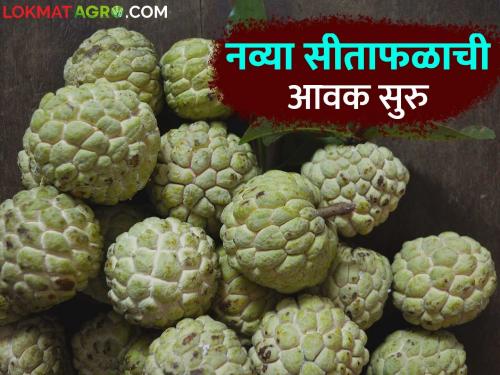 Sitafal Market : The new season of custard apple has started.. How are the prices getting? | Sitafal Market : सीताफळांचा नवा हंगाम सुरू कसा मिळतोय दर