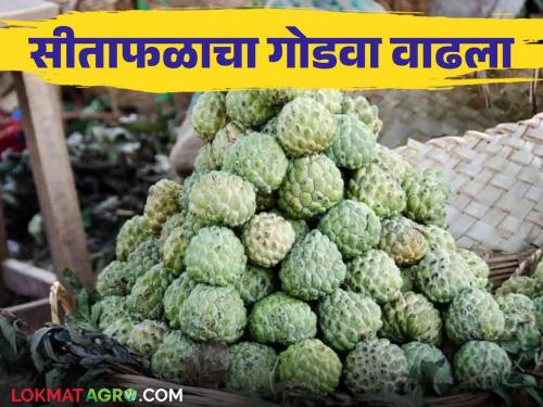 Sitaphal Market : Green Sitaphal arrivals in the market | Sitaphal Market : हिरवेगार सीताफळ फळप्रेमींना घालतेय भुरळ; बाजारात वाढली विक्री