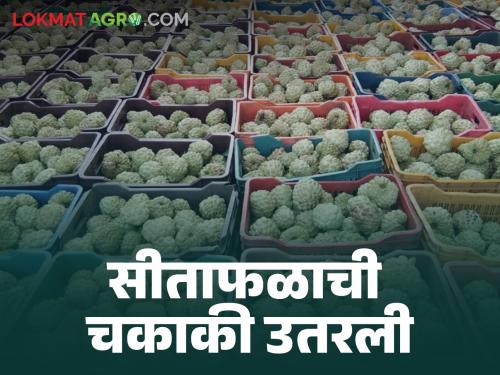 Sitafal Bajar Bhav : How is the price of Sitafal in Purandar taluka which is famous all over the country | Sitafal Bajar Bhav : देशभरात प्रसिद्ध असलेल्या पुरंदर तालुक्यातील सीताफळाला कसा मिळतोय दर