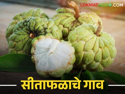 Latest news Khemjai village of Chandrapur district is famous for custard apple see details | चंद्रपूरच्या खेमजईला सीताफळाचे गाव म्हणून नावलौकिक, पाच हजार वृक्षांची लागवड 