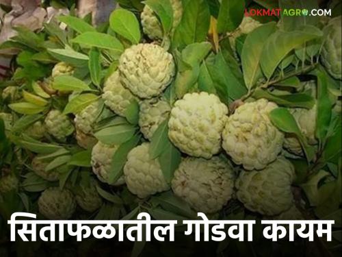 Custard Apple Market: Custard apple auctions hit four-year high | Custard Apple Market : सीताफळ लिलावाने ओलांडला चार वर्षांतील उच्चांक