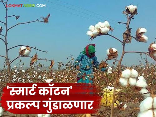 Latest News 'Smart Cotton' project, which sells cotton bales and silk, will be closed | Smart Cotton Project : रुईच्या गाठी व सरकी विक्री होत असलेला ‘स्मार्ट काॅटन’ प्रकल्प गुंडाळणार