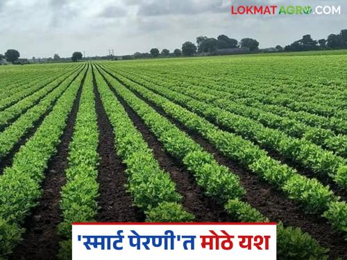 latest news Smart Sowing: 'Smart Sowing' reduces costs and also guarantees sustainable income. Read in detail | Smart Sowing : 'स्मार्ट पेरणी'ने खर्च केला कमी, शाश्वत उत्पन्नाचीही हमी वाचा सविस्तर