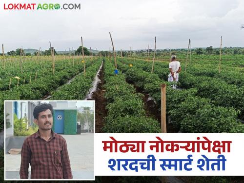 latest news Farmer Success Story: Found the path to success without a job; Read in detail about great success through modern vegetable farming | Farmer Successs Story : नोकरीशिवाय यशाची वाट सापडली; आधुनिक भाजीपाला शेतीतून मोठे यश वाचा सविस्तर
