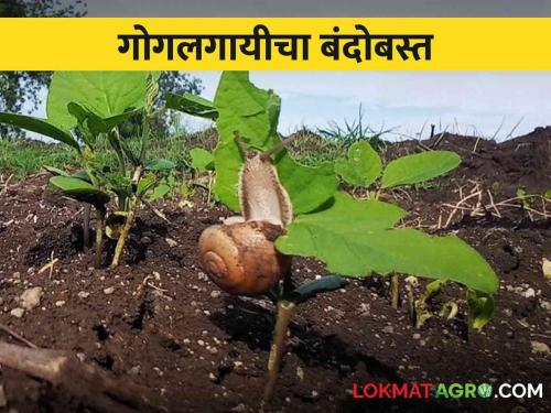 Shankhi Gogalgai: Simple Remedies for Snail Control in Kharif Crops | Shankhi Gogalgai खरीप पिकातील शंखी गोगलगायीच्या नियंत्रणाचे सोपे उपाय