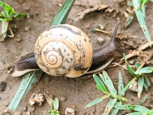 If it rains, control the hibernating snails to come out | पाऊस पडलाय सुप्तावस्थेतील गोगलगायी बाहेर येणार असे करा नियंत्रण