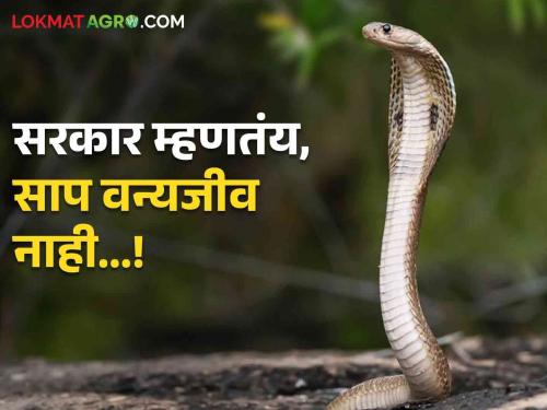 Latest News Since snakes are not wildlife, compensation cannot be given says Sudhir Mungantiwar | Snake Bite : साप वन्यजीव नसल्याने नुकसान भरपाई देता येणार नाही : सुधीर मुनगंटीवार