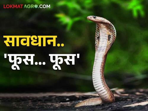 Why do snakes come out only in rainy season.. How to take care | Snake Bite पावसाळ्यातच का निघतात साप.. कशी घ्याल काळजी