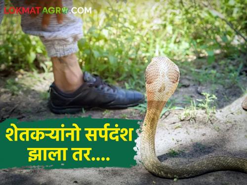 Latest news Read what to take care of after snakebite, farmers see details | Snakebite : शेतकऱ्यांनो! सर्पदंश झाला तर घाबरू नका, पहिले 'हे' काम करा?