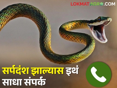Latest News Central Health Ministry has released a helpline number for snakebite patients | सर्पदंश झाल्यास इथं साधा संपर्क, केंद्रीय आरोग्य मंत्रालयाकडून हेल्पलाईन नंबर जारी 
