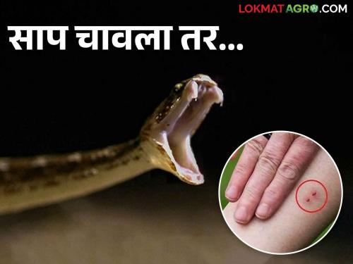 Snake Bite; What to do after snake bite? what not to do | Snake Bite साप चावल्यानंतर काय करावे? काय करू नये