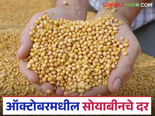 Latest News Soyabean Market Read in detail what will be average soybean prices in October 2025 | Soyabean Market : ऑक्टोबर 2025 मध्ये सोयाबीनचे सरासरी दर कसे राहतील, वाचा सविस्तर 