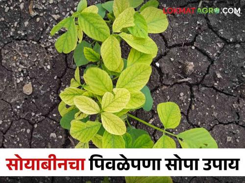 Yellowing of soybeans do this simple solution | सोयाबीनमध्ये पिवळेपणा आलाय करा हे सोपे उपाय