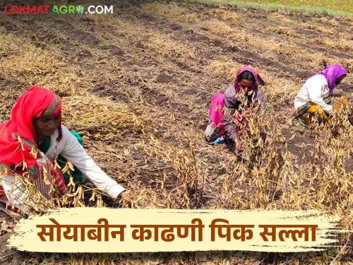 How should farmers take care while harvesting and threshing for quality soybeans? | शेतकऱ्यांनो गुणवत्तापूर्ण सोयाबीनसाठी काढणी व मळणी करताना कशी घ्याल काळजी?