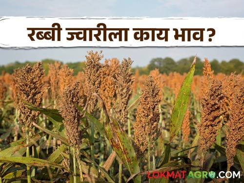 Latest News Todays Sorghum Market price in market yards in pune solapur mandi check here | Sorghum Market : पुण्यात सर्वाधिक तर सोलापूर बाजारात काय भाव मिळाला? जाणून घ्या आजचे ज्वारीचे बाजरभाव