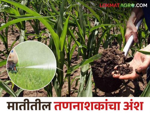 How to use herbicides to avoid increasing the level of chemicals in the soil | जमिनीत रसायनांचे अंश वाढू नये यासाठी कसा कराल तणनाशकांचा वापर