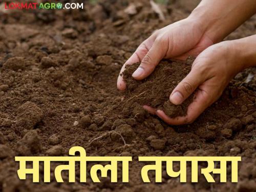 Soil Health: Did you test the soil health before sowing? | Soil Health पेरणीपूर्वी मातीच्या तब्येतीची तापसणी केली का?