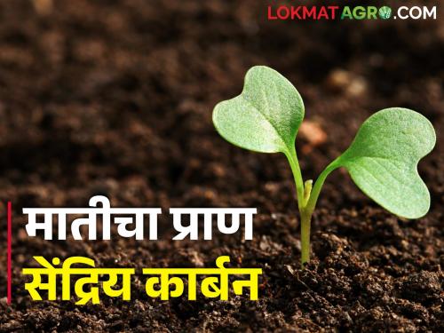 If you want to increase crop production, how can you increase organic carbon in the soil? | वाढवायचे असेल पिक उत्पादन तर जमिनीत कसा आणावा सेंद्रिय कार्बन