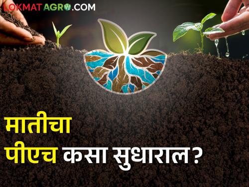 Effects of soil pH on crop growth and its control measures | पीएच अर्थात सामूचा पिकांच्या वाढीवर कसा परिणाम होतो? जाणून घ्या समस्या आणि उपाय