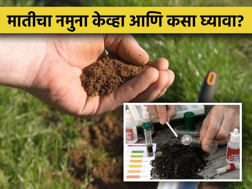 Do you know the method of soil sampling? | जागतिक मृदा दिवस : मातीचा नमुना घेण्याची पद्धत माहितीय का? 