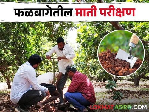 Soil Testing How to take a soil sample in a fruit orchard? | Soil Testing उभ्या फळबागेतील मातीचा नमुना कसा घ्याल?