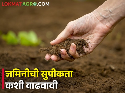 Latest News How to increase soil fertility, read in detail | जैविक घटकांचा वापर करा, जमिनीची पोत चांगली ठेवा..
