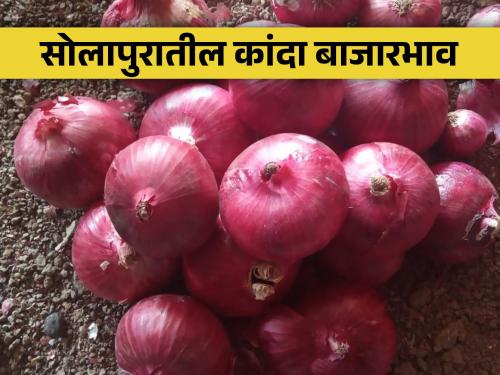 A record 1225 truckloads of onions have arrived in Solapur Agricultural Produce Market Committee this season | सोलापूर कृषी उत्पन्न बाजार समितीत यंदाच्या हंगामातील विक्रमी १२२५ ट्रक कांद्याची आवक