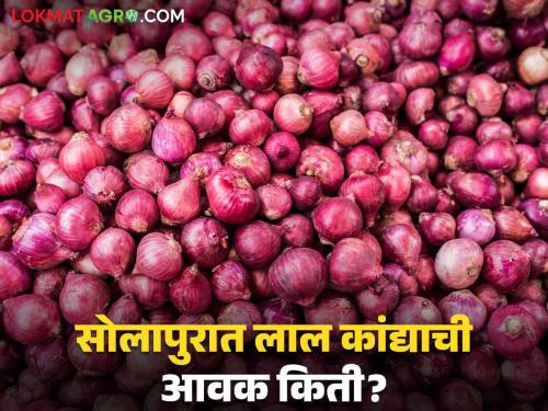 Latest News Kanda Bajarbhav highest red onion arrival in Solapur see today nashik kanda market | Kanda Bajarbhav : सोलापुरात लाल कांद्याची आवक किती झाली? वाचा आजचे सविस्तर बाजारभाव