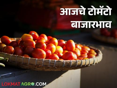 Latest News Tomato Market price in Pune, Nashik, Solapur markets see today's market prices | Tomato Market : पुणे, नाशिक, सोलापूर बाजारात टोमॅटोला काय भाव? वाचा आजचे बाजारभाव