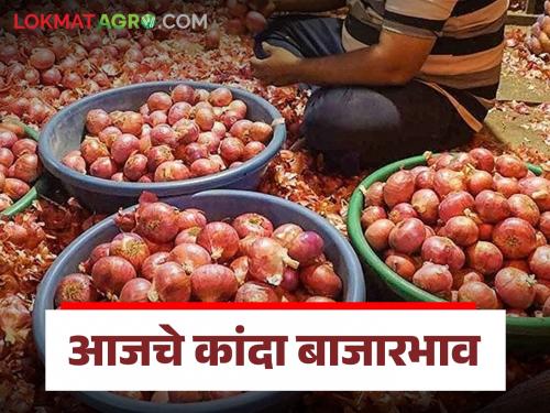 Latest News Kanda Market Update Red Onion prices down in Solapur market, see today kanda bajarbhav | Kanda Market Update : सोलापूर बाजारात लाल कांदा दर घसरले, वाचा आजचे बाजारभाव