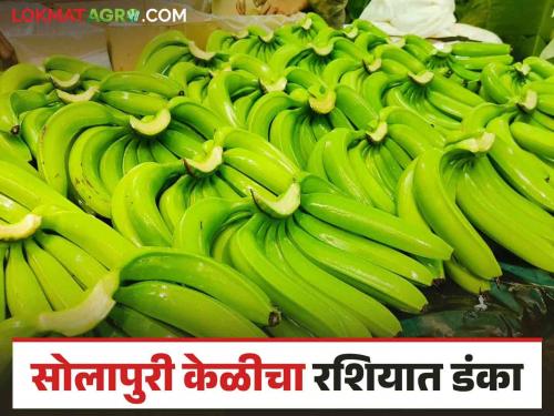 Solapur Banana Export : Along with the Gulf countries Solapuri bananas are now in the Russian market | Solapur Banana Export : आखाती देशांबरोबर सोलापुरी केळी आता रशियाच्या बाजारात