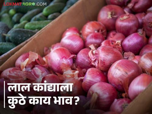 Latest News Onion Market Update Inflow of 58 thousand quintals of red onion in Solapur market, see kanda bajarbhav | Onion Market Update : सोलापूर बाजारात लाल कांद्याची 58 हजार क्विंटलची आवक, वाचा आजचे बाजारभाव 