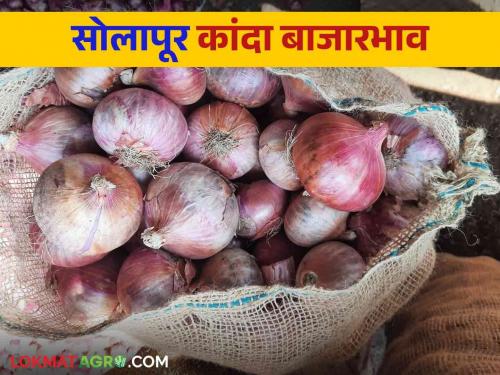 Kanda Bajar Bhav : After three days of vacation, the arrival of onion increased in Solapur How are the market rate? | Kanda Bajar Bhav : तीन दिवसांच्या सुटीनंतर सोलापुरात कांद्याची आवक वाढली.. कसा मिळतोय दर