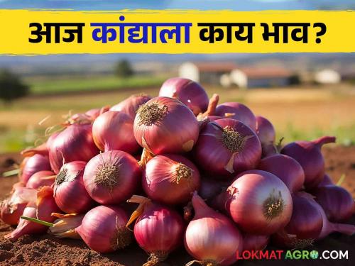 Kanda Bajarbhav red onion increased in Solapur see todays Kanda Market in nashik | Kanda Bajarbhav : सोलापुरात लाल कांद्याची आवक वाढली, आज काय बाजारभाव मिळाला?