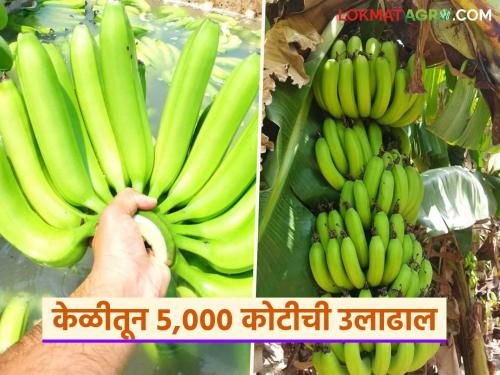 This district accounts for half of the country's banana exports; turnover of Rs 5,000 crore | देशातील केळी निर्यातीमध्ये 'या' जिल्ह्याचा निम्मा वाटा; तब्बल ५ हजार कोटीची उलाढाल