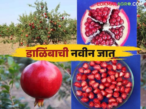 Read more about this new biofortified variety from Pomegranate Research Center Solapur | डाळिंब संशोधन केंद्र सोलापूरची आली ही नवीन बायोफोर्टीफाइड जात वाचा सविस्तर