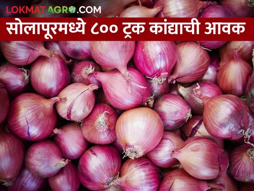 Onion auction will be closed for two days in Solapur market if the onion incoming increases | आवक वाढल्यास सोलापूर मार्केटमध्ये दोन दिवस कांदा लिलाव राहणार बंद