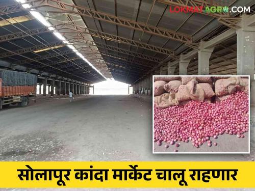 Solapur Kanda Market : Hamal-Tolar strike will be resolved today in Solapur market committee, onion auction continues | Solapur Kanda Market : सोलापूर बाजार समितीत हमाल-तोलार संपावर आज तोडगा निघणार