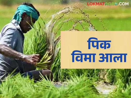 Pik Vima : Crop insurance money arrived in the accounts of these farmers in Solapur district | Pik Vima : सोलापूर जिल्ह्यातील या शेतकऱ्यांच्या खात्यावर आले पिक विम्याचे पैसे