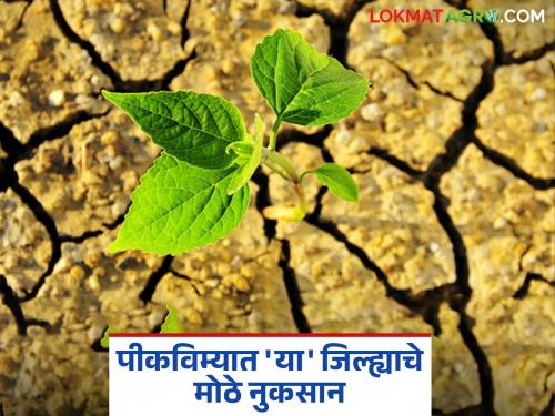 Expectation of insurance compensation only on crop harvest income; Farmers will lose 51 percent of the amount | केवळ पीक कापणी उत्पन्नावर विमा नुकसानभरपाईची अपेक्षा; ५१ टक्के रकमेला शेतकरी मुकणार