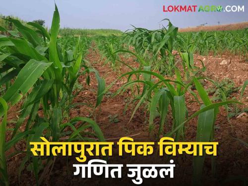 Crop Insurance Rs. 113 crore insurance amount deposited for one lakh 90 thousand farmers of Solapur district | Crop Insurance सोलापूर जिल्ह्यातील एक लाख ९० हजार शेतकऱ्यांची ११३ कोटी रुपये विमा रक्कम जमा