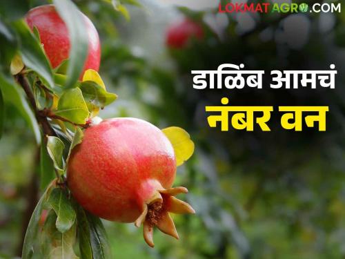 In the pomegranate we are no 1 position; This district is leading in exports | Pomegranate डाळिंबात आमचा नाद नाय करायचा; निर्यातीत हा जिल्हा अग्रभागी