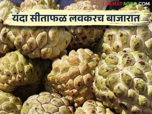 Sitafal Bajarbahv: This year, winter sitafal has started early in the rainy season | Sitafal Bajarbahv : यंदा हिवाळ्याचे सीताफळ पावसाळ्यातच लवकरच सुरु झाली आवक कसा मिळतोय दर