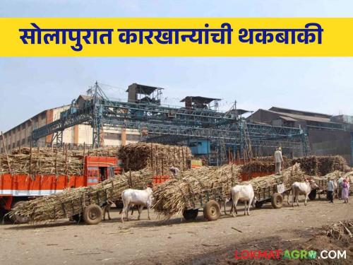 Sugarcane FRP: These six sugar factories in Solapur trapped farmers worth 40 crores | Sugarcane FRP : सोलापुरातील या सहा कारखान्यांनी शेतकऱ्यांचे ४० कोटी अडकवले