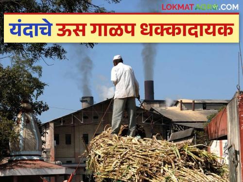 Us Galap : There has been a big decline in sugarcane crushing in these districts this year compared to the last three years | Us Galap : मागील तीन वर्षाच्या तुलनेत यंदा या जिल्ह्यांत ऊस गाळपात मोठी घट